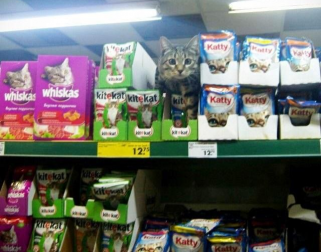 Кошачий корм